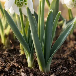 Perce-neige à fleur double naturalisable 'Flore pleno' (Galanthus nivalis) — touffes de feuilles dressées et tiges florales sur terre