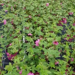 Anisodontea 'El rayo' — rangées de plants fleuris en pépinière · Pot 3L