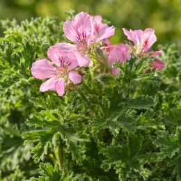 Géranium au parfum de rose 'Robert's lemon rose' (Pelargonium graveolens) — fleurs roses ouvertes au-dessus d’un feuillage découpé · Photo d'illustration