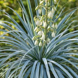 Yucca 'Katana' — feuillage rubané dressé avec grappe de fleurs