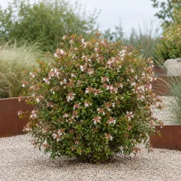 Abélia 'Lucky lots' (Abelia grandiflora) — arbuste arrondi fleuri sur graviers clairs · Photo d'illustration