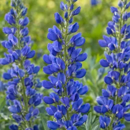 Lupin indigo 'Caspianblue' (Baptisia australis) — grappes dressées de fleurs bleues au jardin · Photo d'illustration
