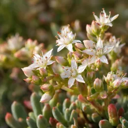 Orpin d'espagne (Sedum hispanicum) — petites fleurs étoilées pâles sur feuillage charnu · Photo d'illustration