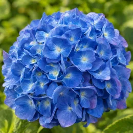 Hortensia 'Bodensee bleu' (Hydrangea macrophylla) — grosse inflorescence sphérique aux petites fleurs bleues · Photo d'illustration
