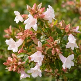 Abélia 'Lucky lots' (Abelia grandiflora) — grappes de petites fleurs claires et feuillage · Photo d'illustration