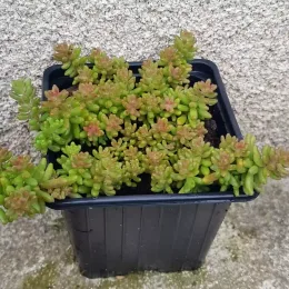 Orpin/sedum 'album coral carpet' (Sedum album) — petite plante grasse verte et rosée en pot noir · Godet