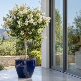 Lilas des indes 'White star' (Lagerstroemia indica) — arbuste fleuri en pot bleu sur terrasse moderne