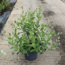 Feijoa 'Mammoth' (Feijoa sellowiana) — arbuste vert ramifié en pot plastique sombre · Pot 7.5L