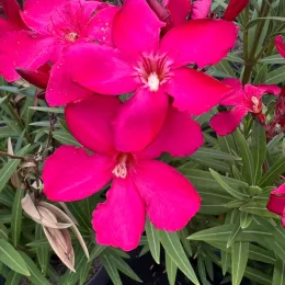 Laurier rose 'Maestro' (Nerium oleander) — gros plan de fleurs rose vif et feuillage, photo 2