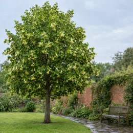 Tilleul d'amérique (Tilia americana) — arbre isolé dans un jardin près d’un banc