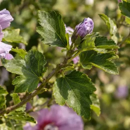 Althéa 'Walberton's lunar eclipse' (Hibiscus syriacus) — branche avec feuilles dentées et fleurs mauves