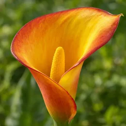 Arum blanc d'ethiopie 'Hotshot' (Zantedeschia aethiopica) — gros plan sur une fleur jaune orangé · Photo d'illustration