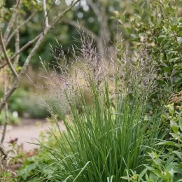 Molinie bleue 'Banshee' (Molinia caerulea) — touffe de graminée ornementale dans un massif