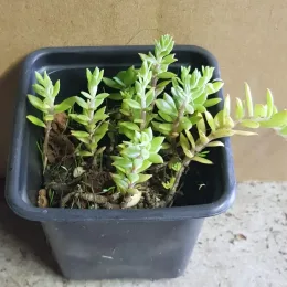 Orpin sarmenteux (Sedum sarmentosum) — jeune plant succulent en pot plastique carré · Godet