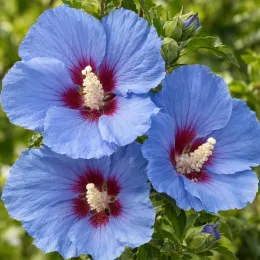 Althéa 'Sup blue' (Hibiscus syriacus) — trois grandes fleurs bleues à cœur rouge