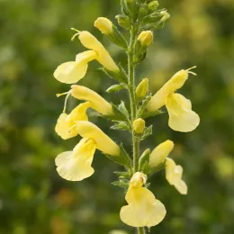 Sauge gregii 'Jaune' (Salvia gregii) — épi de fleurs tubulaires jaunes en gros plan · Photo d'illustration