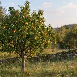 Poirier 'Duc de bordeaux' (Pyrus communis) — arbre fruitier isolé chargé de fruits