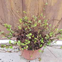 Plumbago de chine (Ceratostigma willmottianum) — jeune arbuste aux tiges nues et feuilles vertes · Pot 3L