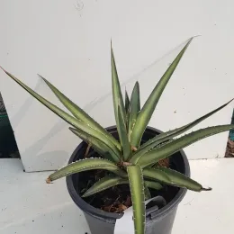 Agave du chihuahua (Agave lechuguilla) — plante succulente épineuse en rosette dans pot plastique · Pot 2.5L
