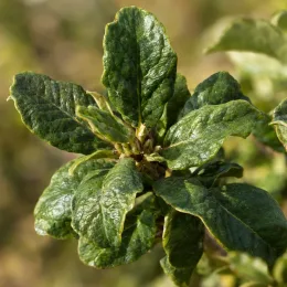 Halimiocistus (Halimiocistus sahucii) — gros plan sur feuillage vert luisant · Photo d'illustration
