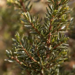 Arbre à thé 'Flurry' (Leptospermum) — gros plan sur feuillage dense et brillant · Photo d'illustration