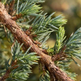 Genévrier 'Blue pacific' (Juniperus conferta) — rameau ligneux avec aiguilles serrées vert bleuté