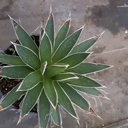 Agave filifera — rosette de feuilles épaisses bordées de filaments blancs · Pot 2.5L
