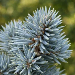 Epicéa du colorado 'Glauca globosa' (Picea pungens) — gros plan sur aiguilles bleutées d’un conifère · Photo d'illustration