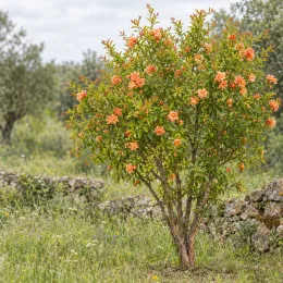 Grenadier à fleurs 'Toyosho' (Punica granatum) — arbuste fleuri isolé dans prairie pierreuse