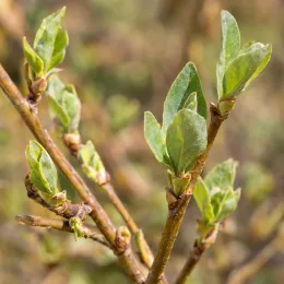 Baie de mai 'Fialka' (Lonicera kamtschatica) — jeunes feuilles vertes sur rameaux ligneux
