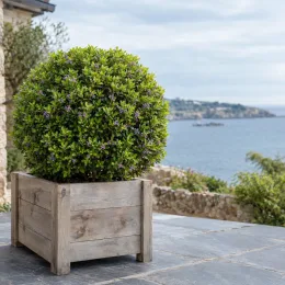 Pittospore 'Pompom' (Pittosporum tenuifolium) — grand buisson sphérique fleuri dans bac en bois · Photo d'illustration