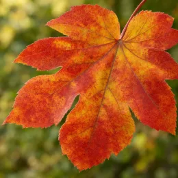 Érable du japon à feuilles d'aconit 'Vitifolium' (Acer japonicum) — grand feuillage lobé aux teintes rouges et jaunes · Photo d'illustration