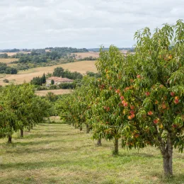 Pêcher 'Fayette' (Prunus persica) — rangées d’arbres fruitiers chargés de fruits