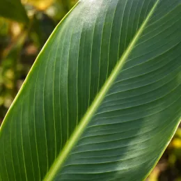 Balisier 'Gold leopard' (Canna cannova) — gros plan sur une grande feuille nervurée