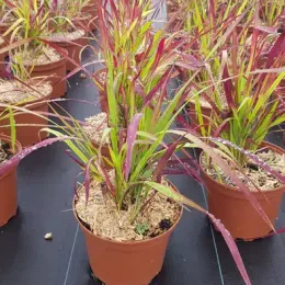 Impérate 'Red baron' (Imperata cylindrica) — touffe de graminée colorée en pot plastique · Pot 2.5L Touffe