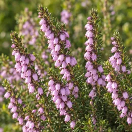 Bruyère 'Fursey' (Erica darleyensis) — longs épis de petites fleurs roses pendantes · Photo d'illustration