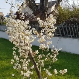 Amélanchier du Canada (Amelanchier canadensis) — arbuste couvert de petites fleurs blanches au jardin · Pot 3L