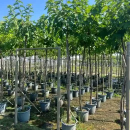 Mûrier platane sans fruit (Morus kagayamae) — alignement de jeunes arbres tuteurés en pots gris · Pot 30L Tige 12/14