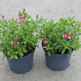 Sauge gregii 'Mirage rose bicolor' (Salvia gregii) — deux jeunes plants fleuris en pots plastiques · Pot 3L