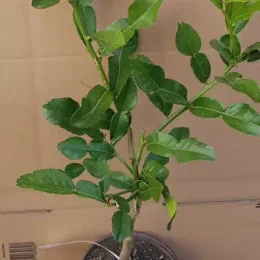 Kaffir (Citrus hystrix) — jeune arbuste au feuillage vert en pot · Pot 1.5L Tige