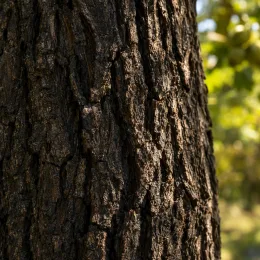 Noyer noir d'amérique 'Jni 900 france' (Juglans nigra) — gros plan sur écorce rugueuse d’un tronc