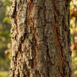 Cormier (Sorbus domestica) — gros plan sur écorce épaisse et rugueuse