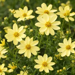 Coreopsis 'Moonbean' (Coreopsis verticillata) — nombreuses fleurs jaunes étoilées en gros plan · Photo d'illustration