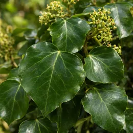 Lierre de perse (Hedera colchica) — gros plan sur grandes feuilles luisantes et boutons · Photo d'illustration