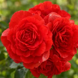 Bégonia parfumée 'Red glory' (Begonia odorata) — gros plan sur grandes fleurs rouges doubles · Photo d'illustration