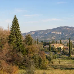 Sapin pectiné (Abies alba) — grand conifère dominant paysage rural ensoleillé · Photo d'illustration