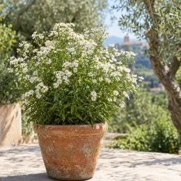 Aster japonais 'Alba' (Kalimeris incisa) — touffe fleurie aux petites marguerites blanches en pot