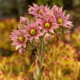 Joubarbe pineapple paradise 'Chick charms pineapple paradise' (Sempervivum) — grappe de petites fleurs étoilées roses · Photo d'illustration