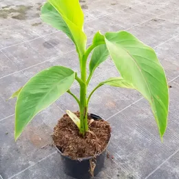 Bananier du Japon (Musa) — jeune plant aux grandes feuilles vertes en pot · Pot 2.5L