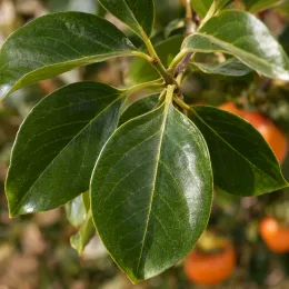 Plaqueminier 'Pomme' (Diospyros kaki) — gros plan de feuilles luisantes, fruits flous derrière